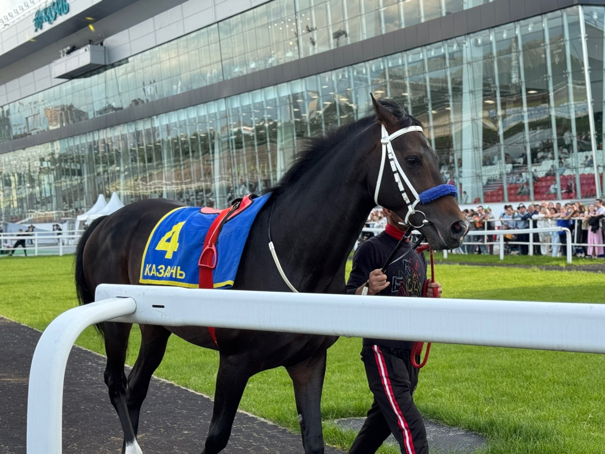 horse 3