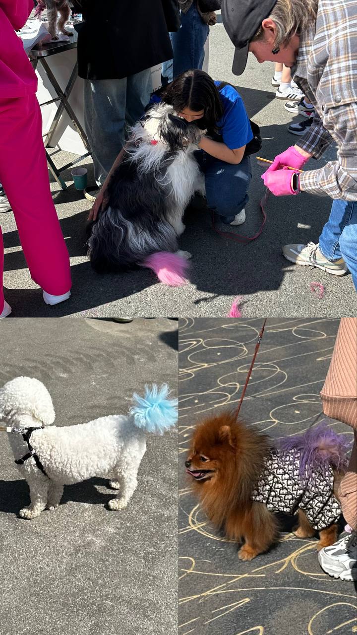 dog fest 3