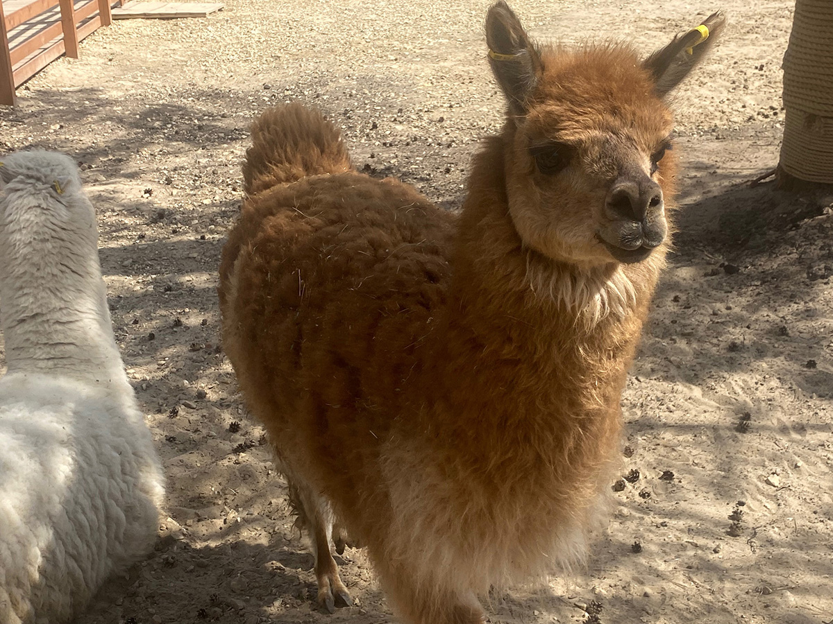lama park 4